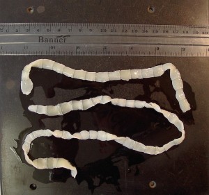 tapeworm