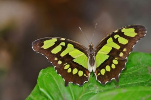 efecto mariposa